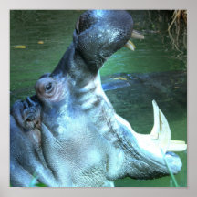 Hippo Poster Print