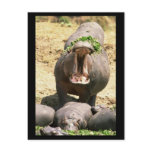 Hippo Yell Postcard