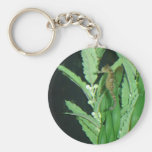 hippocampe avec des plantes porte-clef