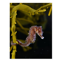 hippocampe Court-foui de hippocampe d'hippocampe Cartes Postales