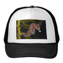 hippocampe Court-foui de hippocampe d'hippocampe Casquette De Camionneur