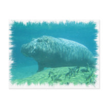 Hippopatumus Habitat Postcard