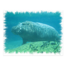 Hippopatumus Habitat Postcard
