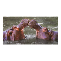 Hippopotami Hippopotamus Amphibius Trying to Kiss Photo Greeting Card