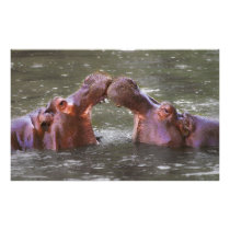 Hippopotami Hippopotamus Amphibius Trying to Kiss Photo Art