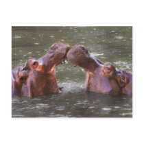 Hippopotami Hippopotamus Amphibius Trying to Kiss Postcard