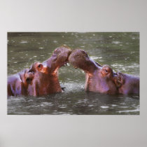 Hippopotami Hippopotamus Amphibius Trying to Kiss Posters