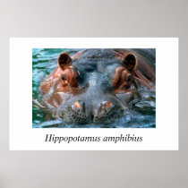 Hippopotamus#1-Amphibius Poster