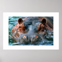 Hippopotamus #1 print
