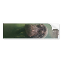 Hippopotamus Abstract #2 Bumper Stickers