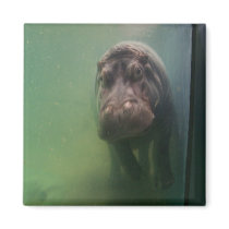 Hippopotamus Abstract #2 Magnet