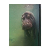 Hippopotamus Abstract #2 Post Cards
