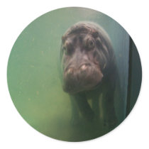 Hippopotamus Abstract #2 Sticker