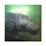 Hippopotamus Abstract Magnets
