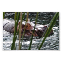 Hippopotamus at the Saint Louis Zoo Print Photo Print