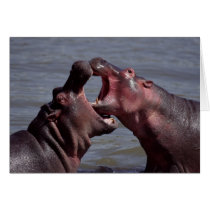 hippopotamus card
