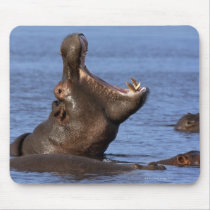 Hippopotamus (Hippopotamus amphibius) in the Mouse Pad