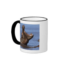 Hippopotamus (Hippopotamus amphibius) in the Mugs