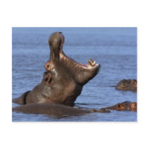 Hippopotamus (Hippopotamus amphibius) in the Post Card