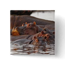 Hippopotamus, Hippopotamus amphibius, Lake Button