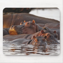 Hippopotamus, Hippopotamus amphibius, Lake Mouse Pads
