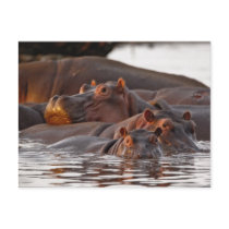 Hippopotamus, Hippopotamus amphibius, Lake Postcards