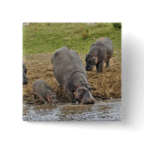 Hippopotamus, Hippopotamus amphibius, Serengeti Pinback Button