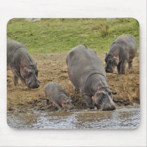 Hippopotamus, Hippopotamus amphibius, Serengeti Mouse Pads