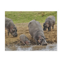 Hippopotamus, Hippopotamus amphibius, Serengeti Post Cards