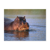 Hippopotamus in River Postcards