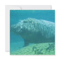 Hippopotamus Invitation