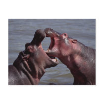 hippopotamus post card