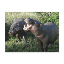 Hippopotamus Postcard