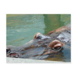 Hippopotamus Postcards