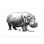 Hippopotamus Postcard