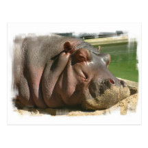 Hippopotamus Postcard