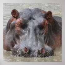 Hippopotamus Print