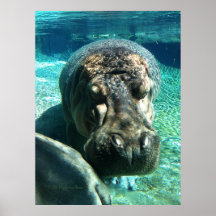 Hippopotamus Print