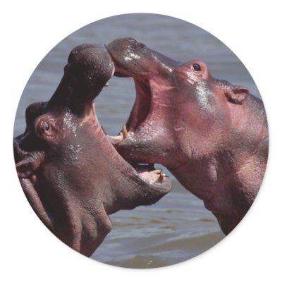 hippopotamus stickers by animalworld