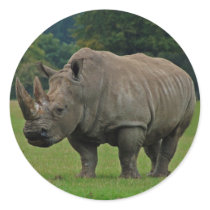 Hippopotamus stickers