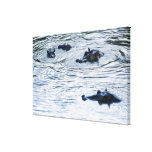 Hippopotamuses wading in a river, Africa Canvas Prints