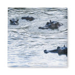 Hippopotamuses wading in a river, Africa Fridge Magnet