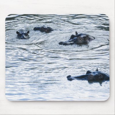 Hippopotamuses wading in a river, Africa Mousepad by prophoto