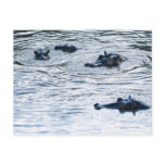 Hippopotamuses wading in a river, Africa Postcard