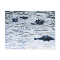 Hippopotamuses wading in a river, Africa Postcard