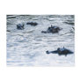 Hippopotamuses wading in a river, Africa Postcard