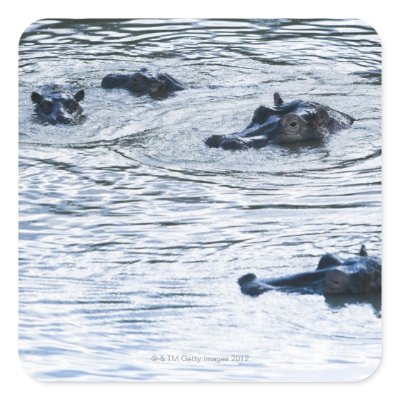 Hippopotamuses wading in a river, Africa Stickers by prophoto