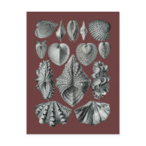 Hippopus Post Card