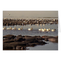 Hippos and pelicans greeting cards