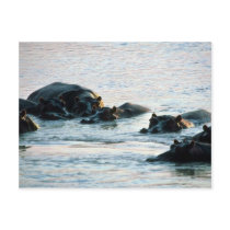 Hippos - Pod Relaxed In River At Twilight Postcard